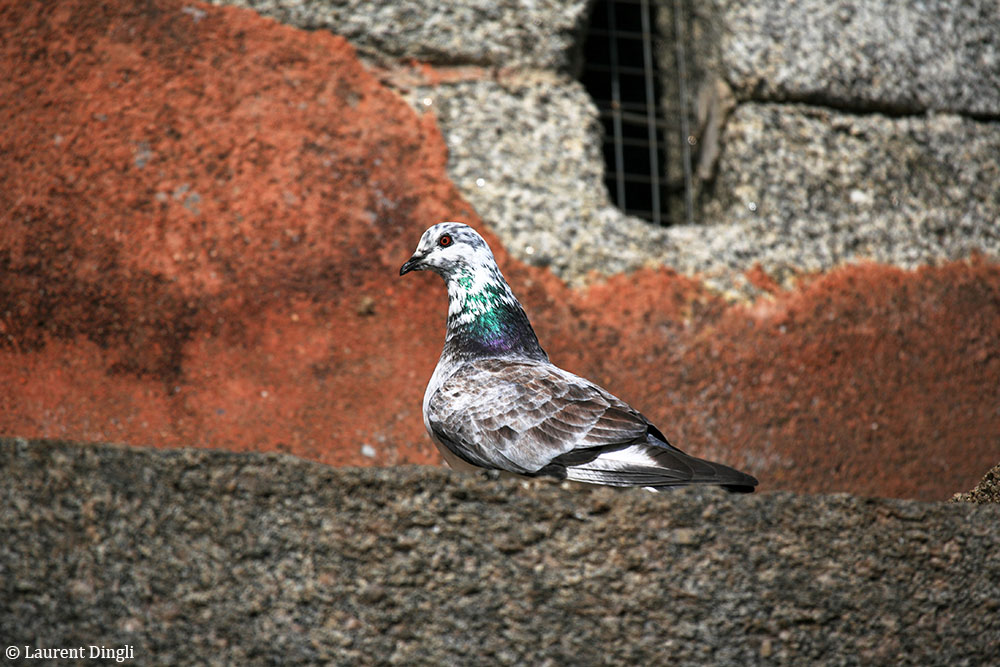 Pigeon sur la Tour Vauban - Camaret © Laurent Dingli - Tous droits réservés
