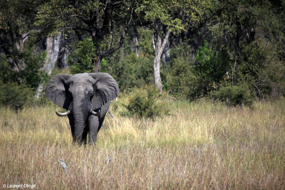 botswana_elephant_2