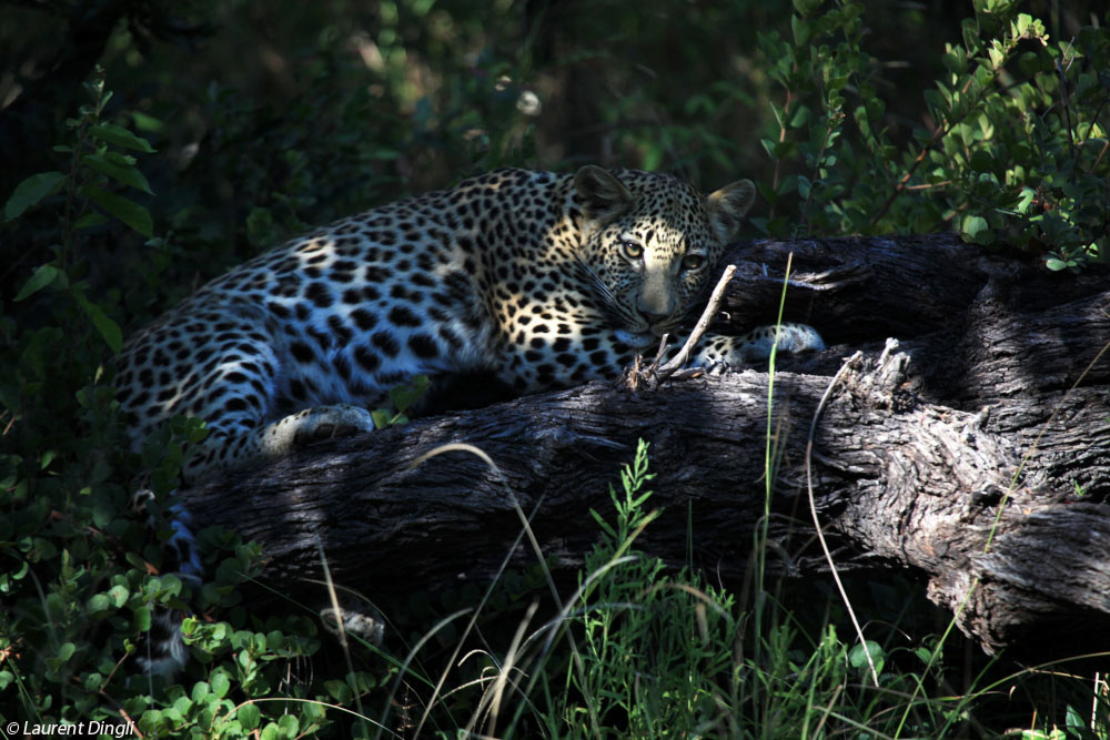 botswana_leopard_1