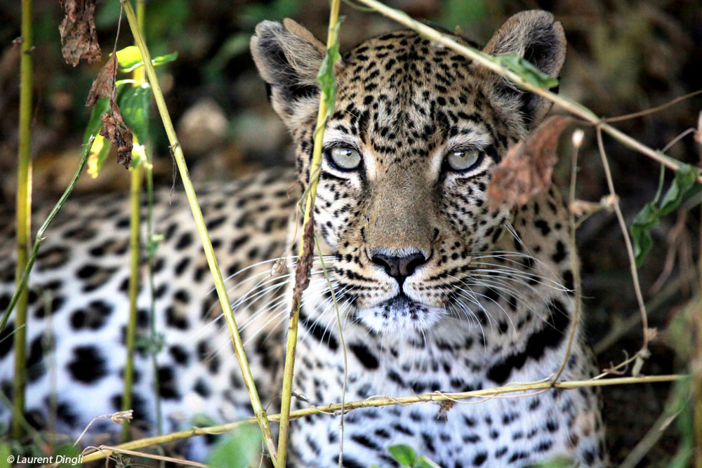 botswana_leopard_13