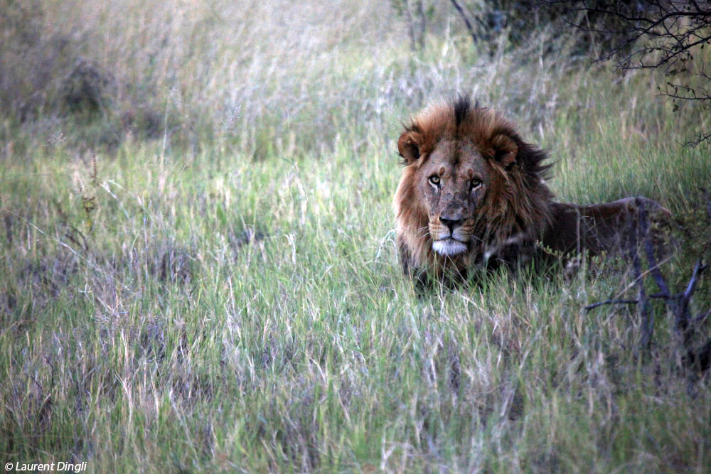 botswana_lion_8 bis