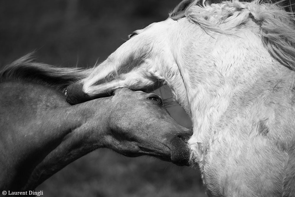 bretagne_chevaux nb_2011_1