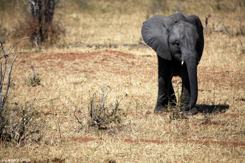 botswana_elephant_25