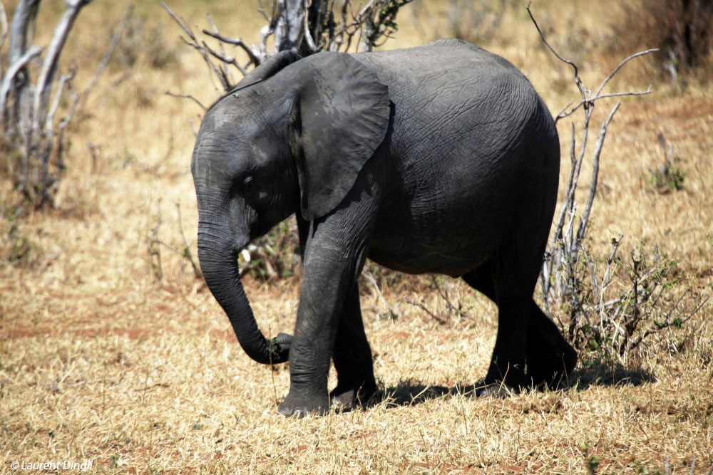 botswana_elephant_31