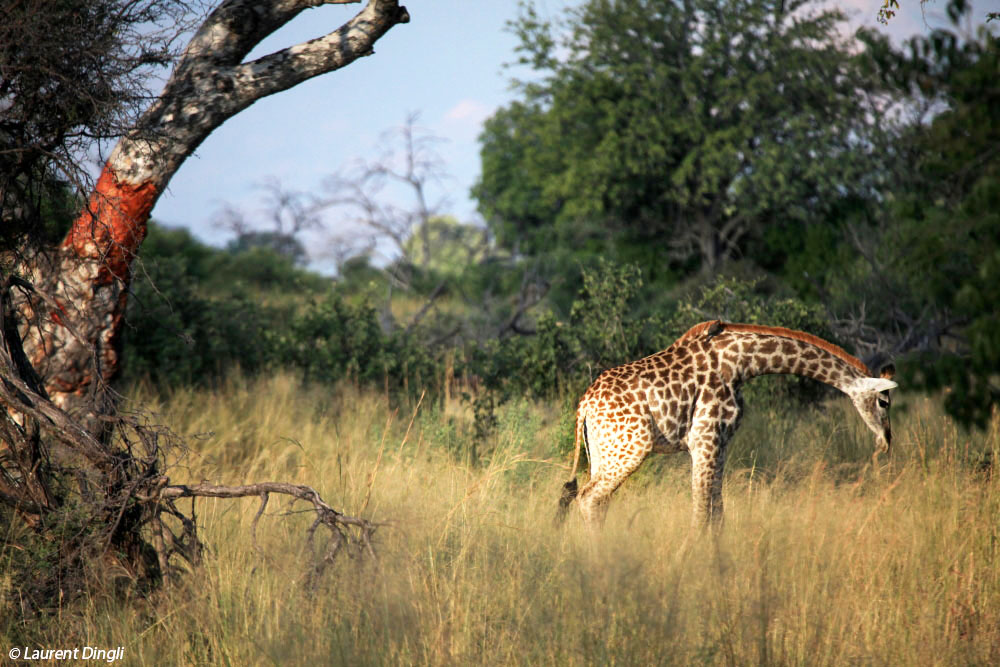 botswana_girafes_2