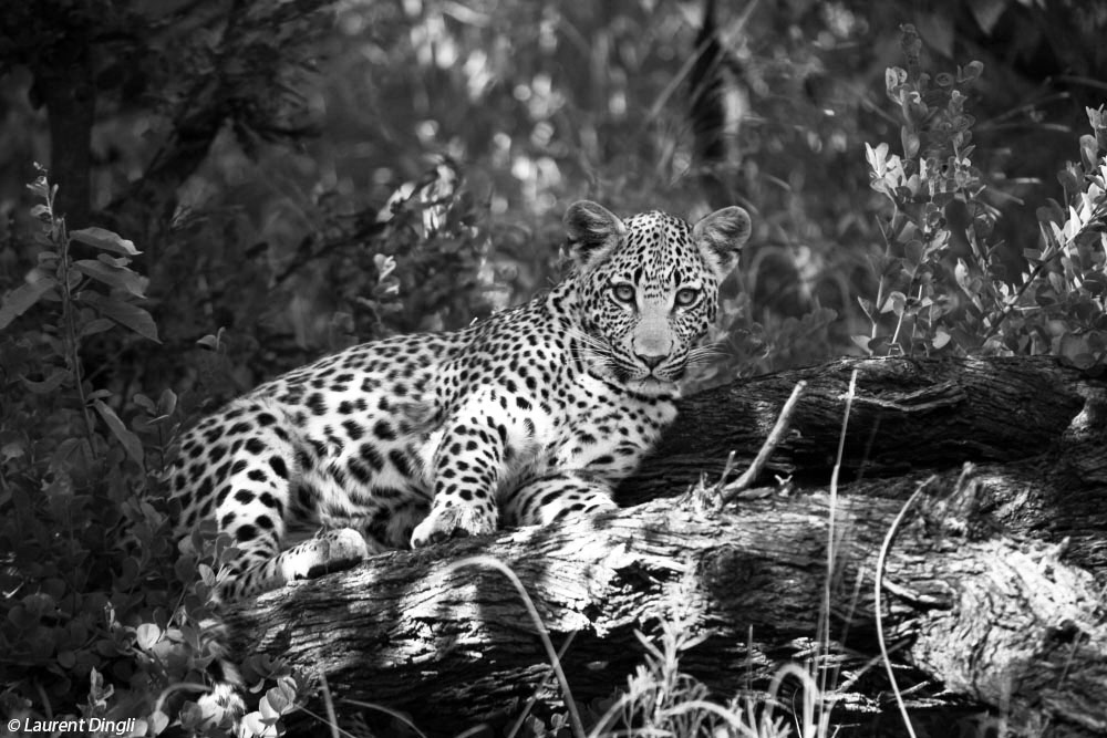 botswana_leopard_4 nb bis