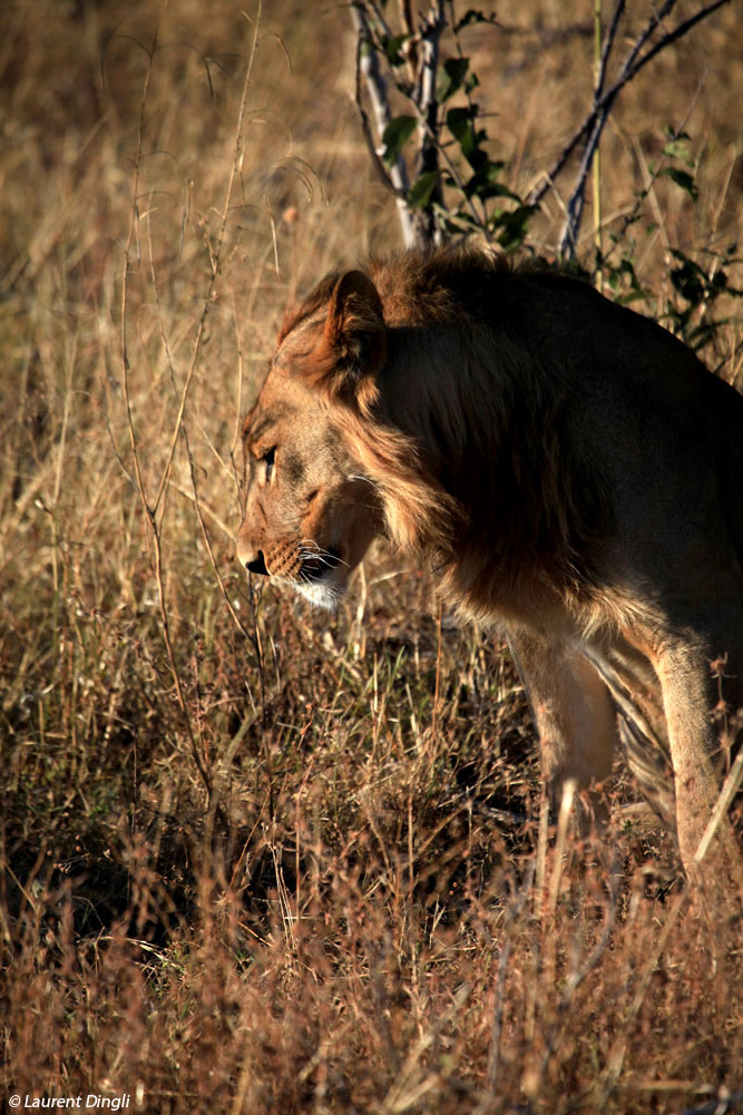 botswana_lion_14