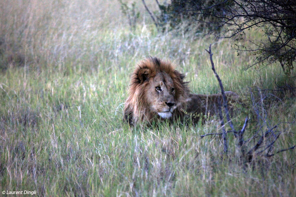 botswana_lion_9 bis