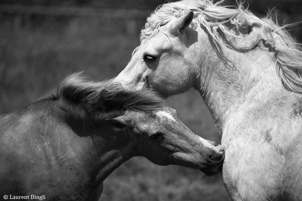 bretagne_chevaux nb_2011_2